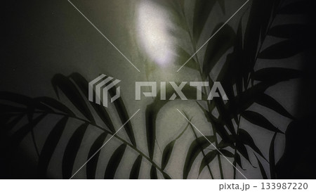 Abstract plant shadows on a textured gray wall surface with subtle light and minimalist aesthetic 133987220