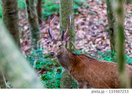 ヤクシカの雄 警戒 世界自然遺産屋久島(夏 ヤクシカの雄 警戒 世界自然遺産屋久島(夏 133987253