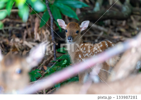 ヤクシカの子ども 今年誕生 世界自然遺産屋久島(夏 ヤクシカの子ども 今年誕生 世界自然遺産屋久島(夏 133987281