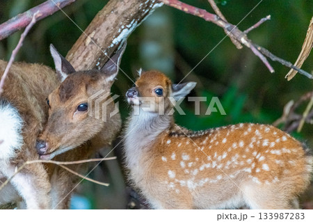 ヤクシカの子ども　今年誕生　世界自然遺産屋久島(夏 133987283