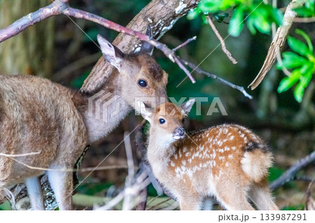 ヤクシカの親子　愛撫　世界自然遺産屋久島(夏 133987291