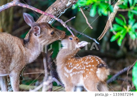 ヤクシカの親子　愛撫　世界自然遺産屋久島(夏 133987294