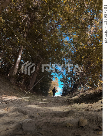 Solitary Hiker Walking Down Sunlit Forest Path Under Autumn Canopy Solitary Hiker Walking Down Sunlit Forest Path Under Autumn Canopy 133987381