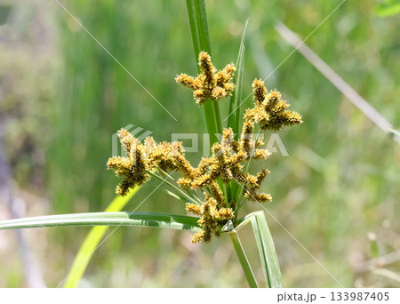Flowering Cyperus glomeratus Flowering Cyperus glomeratus 133987405