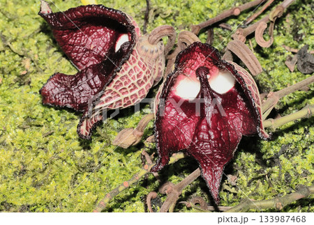 アリストロキア・サルバドレンシスの花 アリストロキア・サルバドレンシスの花 133987468