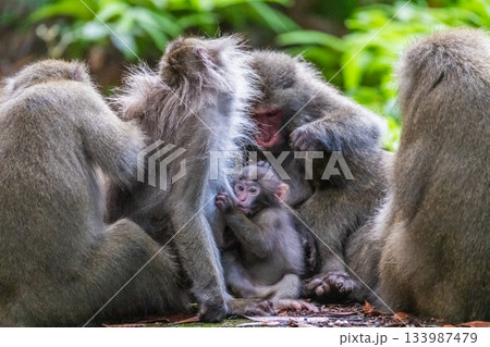 ヤクザル くつろぐ 世界自然遺産屋久島(夏 ヤクザル くつろぐ 世界自然遺産屋久島(夏 133987479