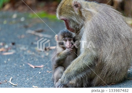 ヤクザルの親子　授乳中　世界自然遺産屋久島(夏 133987482