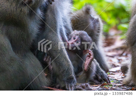 ヤクザルの親子　授乳中　世界自然遺産屋久島(夏 133987486