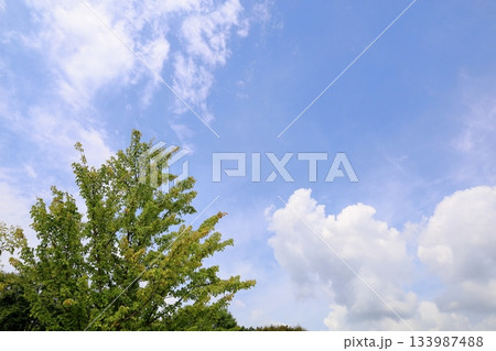 トウカエデの青葉と青空 トウカエデの青葉と青空 133987488