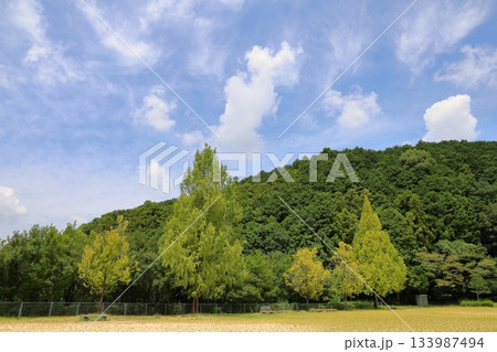 色づく　メタセコイアの葉 133987494