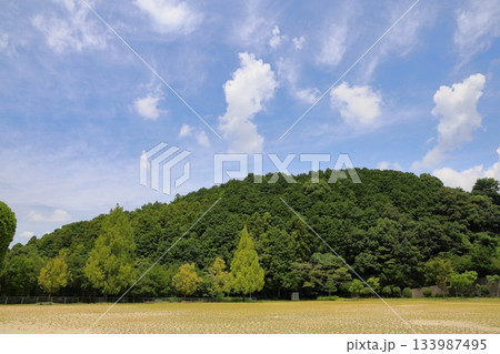 色づく　メタセコイアの葉 133987495