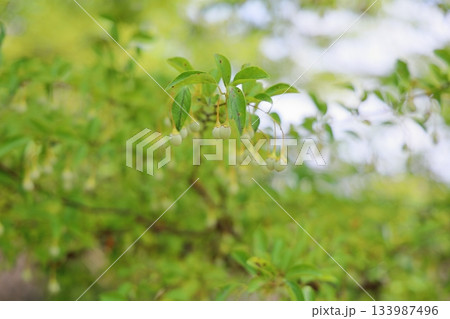 可愛い　エゴノキの実 133987496