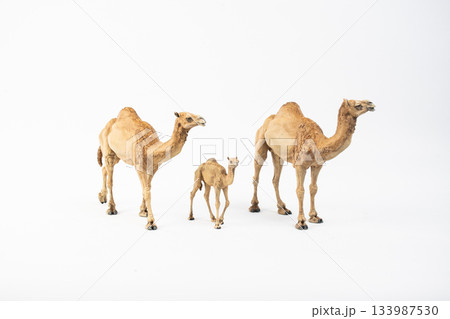 camel on isolated background 133987530