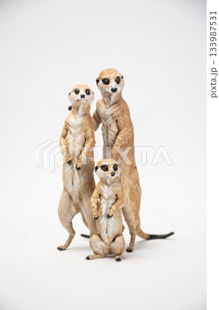 meerkat on isolated background 133987531
