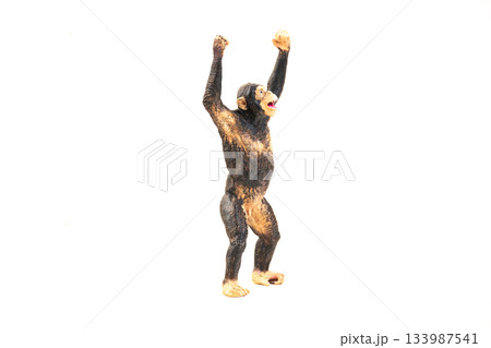 chimpanzee animal on isolated background 133987541