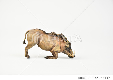 boar animal on isolated background 133987547