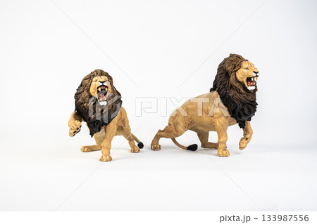 lion animal on isolated background 133987556