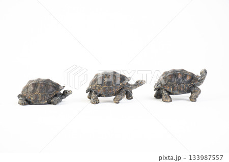 Galapagos tortoise animal on isolated background 133987557