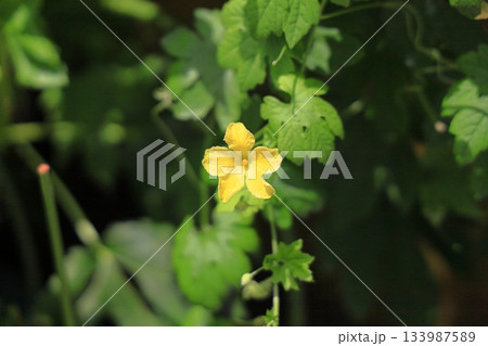 爽やか ゴーヤの花 爽やか ゴーヤの花 133987589