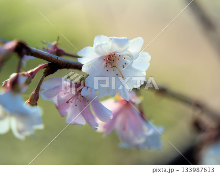 晴れた11月に美しく咲いたサクラ「十月桜（ジュウガツザクラ）」 133987613