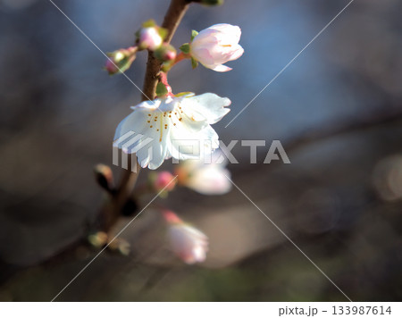 晴れた11月に美しく咲いたサクラ「十月桜（ジュウガツザクラ）」 133987614