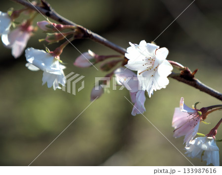晴れた11月に美しく咲いたサクラ「十月桜(ジュウガツザクラ)」 晴れた11月に美しく咲いたサクラ「十月桜(ジュウガツザクラ)」 133987616