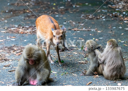 ヤクザルくつろぐ　ヤクシカ採餌　世界自然遺産屋久島(夏 133987675