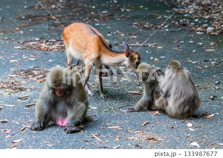 ヤクザルくつろぐ ヤクシカ採餌 世界自然遺産屋久島(夏 ヤクザルくつろぐ ヤクシカ採餌 世界自然遺産屋久島(夏 133987677