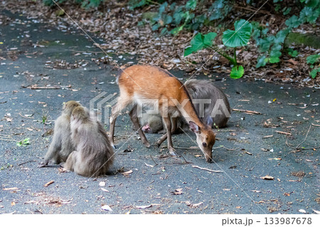 ヤクザルくつろぐ　ヤクシカ採餌　世界自然遺産屋久島(夏 133987678