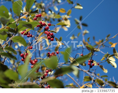晴れた12月に赤く実ったアキグミ 133987735