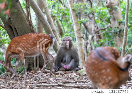 ヤクシカとヤクザル くつろぐ 世界自然遺産屋久島(夏 ヤクシカとヤクザル くつろぐ 世界自然遺産屋久島(夏 133987743