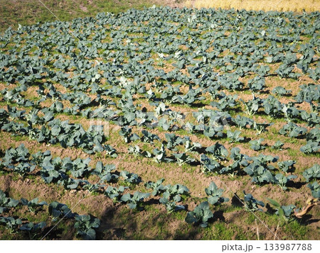 ブロッコリー畑 133987788