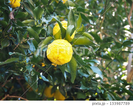 鮮やかな黄色の柚子（ゆず）の果実 133987789