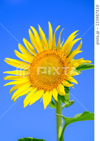 9月のひまわり 9月のひまわり 133987810