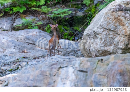 ヤクシカ　警戒　世界自然遺産屋久島(夏 133987928