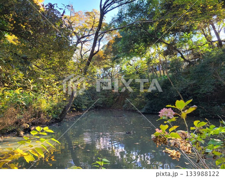 白金自然教育園 133988122