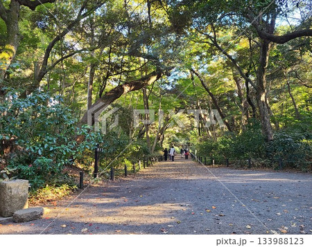 白金自然教育園遊歩道 133988123