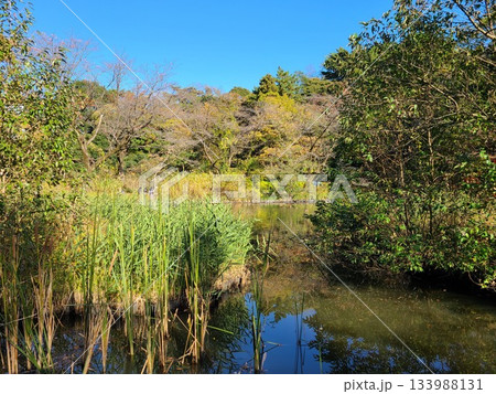 白金自然教育園水生植物園 133988131