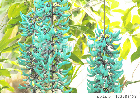 ヒスイカズラの花 133988458