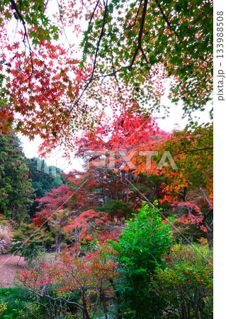 日本三名園偕楽園のもみじ谷 日本三名園偕楽園のもみじ谷 133988508