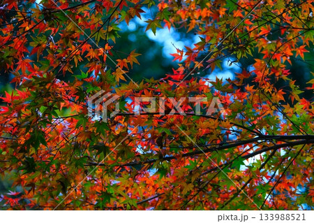 日本三名園偕楽園のもみじ谷 日本三名園偕楽園のもみじ谷 133988521