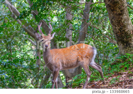 ヤクシカの雄 警戒 世界自然遺産屋久島(夏 ヤクシカの雄 警戒 世界自然遺産屋久島(夏 133988665