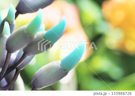 ヒスイカズラの花 ヒスイカズラの花 133988726