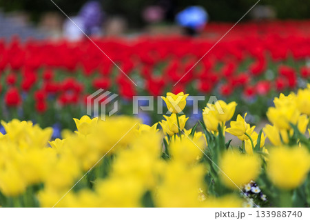 国営備北丘陵公園の春景色鮮やかなチューリップ畑 133988740
