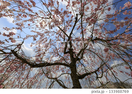 国営備北丘陵公園の春景　青空の下満開の枝垂れ桜の木 133988769