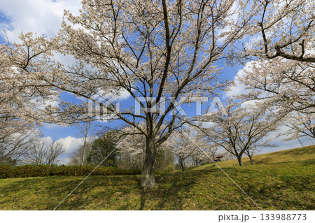 国営備北丘陵公園の春景 青空の下満開の桜の木 国営備北丘陵公園の春景 青空の下満開の桜の木 133988773