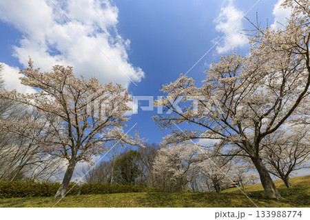 国営備北丘陵公園の春景 青空の下満開の桜の木 国営備北丘陵公園の春景 青空の下満開の桜の木 133988774