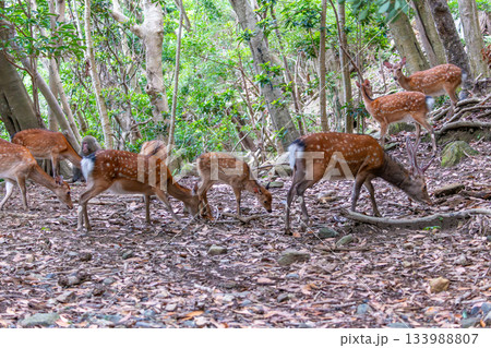 ヤクシカ　採餌　世界自然遺産屋久島(夏 133988807