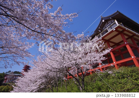 基山町 本福寺 桜満開の観音堂と五重塔 基山町 本福寺 桜満開の観音堂と五重塔 133988812