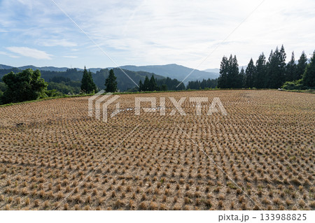 稲刈り取られた後の田んぼの景色 (9月) 農業 稲刈り取られた後の田んぼの景色 (9月) 農業 133988825